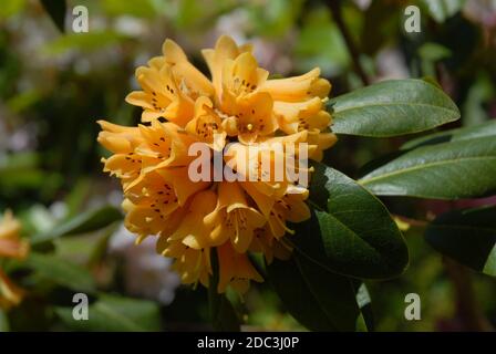 Gelbe, trompetenförmige Azaleen blüht im Frühlingsgarten Stockfoto