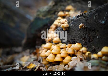 Pilzpilz wächst wild am Stumpf eines alten Baumes mit einer Streuung von Herbstblättern. Stockfoto