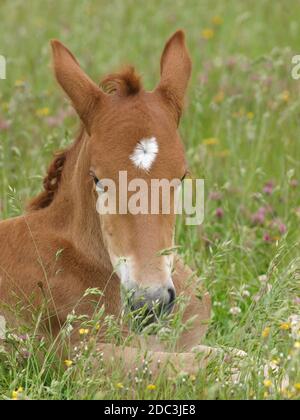 Eine seltene Rasse Suffolk Punch Fohlen legt sich in langen Sommer Gras. Stockfoto