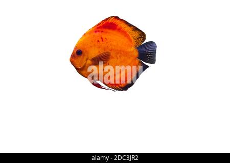 Nahaufnahme der wunderschönen roten Melone Diskus Aquarium Fische isoliert auf weißem Hintergrund. Hobby-Konzept. Stockfoto