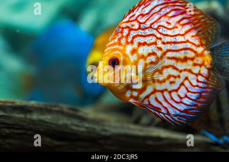 Nahaufnahme der wunderschönen Schachbrettmuster rote Karte Diskus Aquarium Fische. Hobby-Konzept. Stockfoto