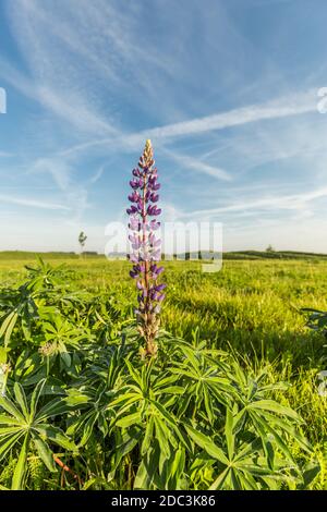 Lila blühende Lupine, Lupinus perennis, in Wiese gegen Himmel mit blauen Flecken und Schleierwolken Stockfoto