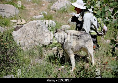 Squaw Valley im Sommer Stockfoto