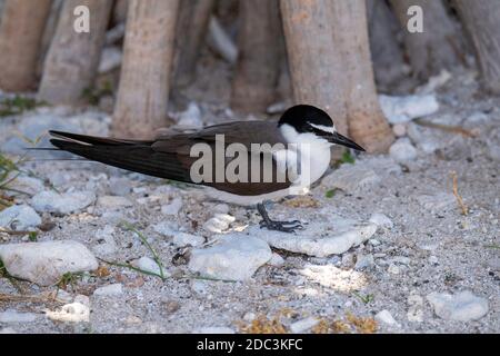 Bribled Tern Onychoprion anaethetus Lady Elliot Island, Queensland, Australien 9. November 2019 Erwachsene Laridae Stockfoto