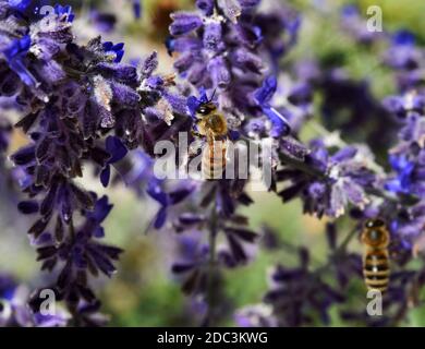 Honigbienen ernähren sich von russischen Salbeiblüten in Santa Fe, New Mexico. Stockfoto