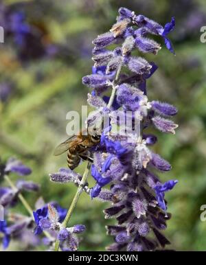 Honigbienen ernähren sich von russischen Salbeiblüten in Santa Fe, New Mexico. Stockfoto