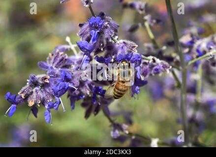 Honigbienen ernähren sich von russischen Salbeiblüten in Santa Fe, New Mexico. Stockfoto