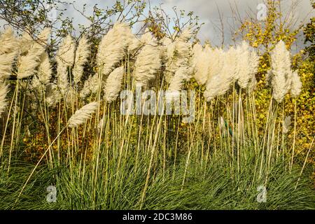 Langes Sumpfgras im London Wetland Centre in Barnes. Fototermin: Dienstag, 3. November 2020. Foto: Roger Garfield/Alamy Stockfoto