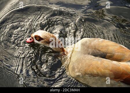 Eine ägyptische Gans im London Wetland Centre in Barnes. Fototermin: Dienstag, 3. November 2020. Foto: Roger Garfield/Alamy Stockfoto