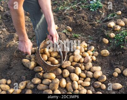 Kartoffeln frisch aus dem Boden. Mann sammelt Kartoffeln. Landwirtschaft. Stockfoto