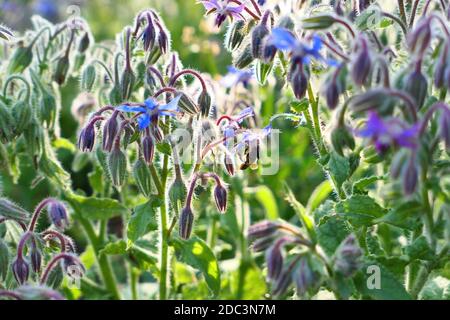 Blau Borretsch Blumen und Bienen bestäuben. Stockfoto