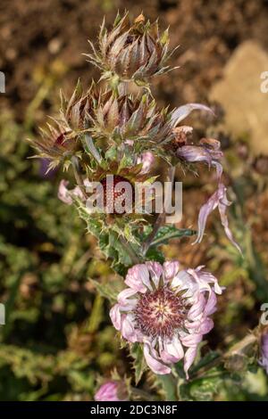 Architektonisches Berkheya Purpurea (Zulu Warrior), natürliches Blumenportrait Stockfoto