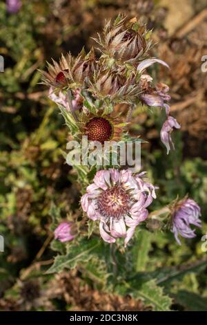 Architektonisches Berkheya Purpurea (Zulu Warrior), natürliches Blumenportrait Stockfoto