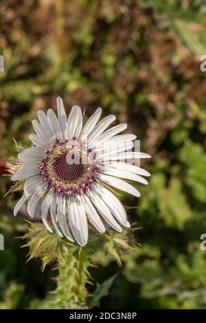 Berkheya Purpurea – Zulu Warrior, einzelne dramatische Gänseblümchen-ähnliche Blume, natürliches Blumenportrait Stockfoto