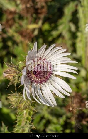 Berkheya Purpurea – Zulu Warrior, einzelne dramatische Gänseblümchen-ähnliche Blume, natürliches Blumenportrait Stockfoto