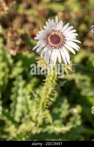 Berkheya Purpurea – Zulu Warrior, einzelne dramatische Gänseblümchen-ähnliche Blume, natürliches Blumenportrait Stockfoto