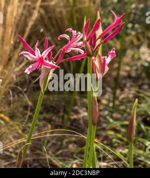 Nerine Bowdenii in Blume, natürlichen Garten Blumenportrait Stockfoto