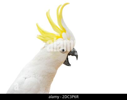 Aufgeregt Schwefel-Haubenkakadu aus Australien (Cacatua galerita) Isoliert auf weißem Hintergrund Stockfoto