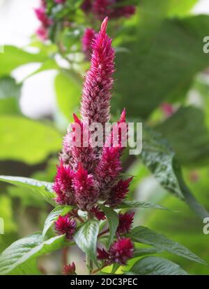 Nahaufnahme von Celosia cristata Pink, Samtblume in einem Garten Stockfoto