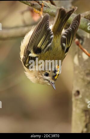 Goldwappen (Regulus regulus regulus) erwachsenes Männchen, das am Zweig Eccles-on-Sea, Norfolk, Großbritannien, hängt Oktober Stockfoto