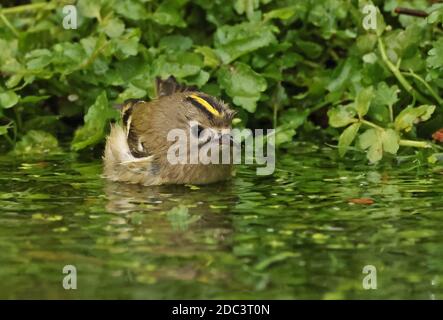 Goldwappen (Regulus regulus) Weibchen Baden im Teich Eccles-on-Sea, Norfolk, Großbritannien Oktober Stockfoto