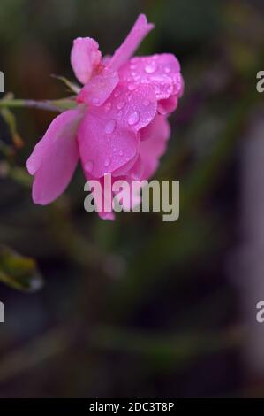 Rosa Rose nach Regen mit Regentropfen, rosa Blütenblätter mit Wassertropfen Stockfoto