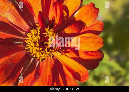 Eine orange Blume Zinnia Nahaufnahme auf verschwommenem grünen Hintergrund. Jugend- und Altersblume Stockfoto