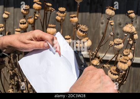 Frau schneidet getrocknete Mohnköpfe ab, um die Samen für die zukünftige Pflanzung zu sammeln. Stockfoto