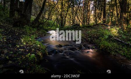 Delamere Forest Stream lange Exposition Herbst Stockfoto