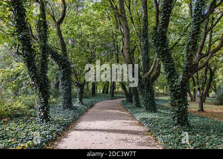 Gasse im Lazienkowski Park auch Lazienki Park genannt - Königliche Bäder, größter Park in Warschau Stadt, Polen Stockfoto