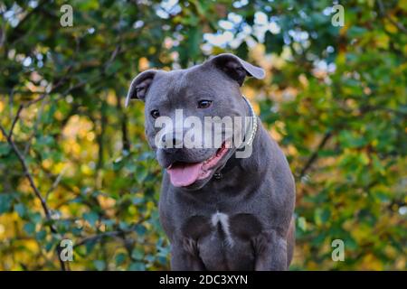 Englisch Staffordshire Bull Terrier blickt in die Natur. Kopf Porträt von blauen Staffy mit natürlichen Hintergrund. Stockfoto