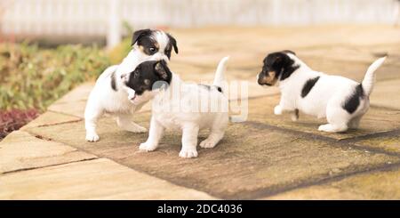 Welpen 6 Wochen alt spielen zusammen. Gruppe von reinrassigen kleinen Jack Russell Terrier Babyhunden Stockfoto