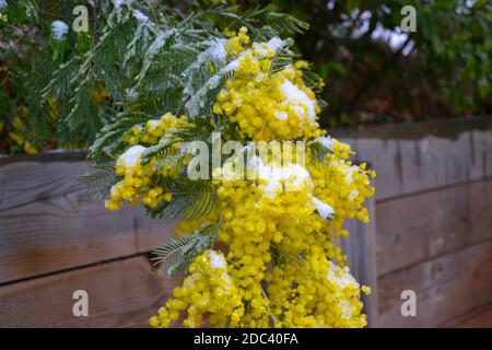 Eine blühende Mimose, die nach dem Schneefall mit Schnee bedeckt ist Im französischen Dorf Stockfoto