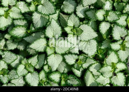 Silbrig weiß mit grünen Rändern Blätter von Lamium maculatum - natürlicher Hintergrund. Lamium kann schöne Dekoration von jedem Garten oder Park, alpine Rutsche Stockfoto