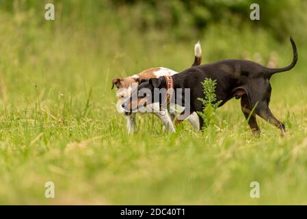 Zwei Schönheitstierfreunde auf einer grünen schönen Wiese im Frühling. Paron Russell Terrier Hund und Manchester Terrier doggy in großer Harmonie von grünem Rücken Stockfoto