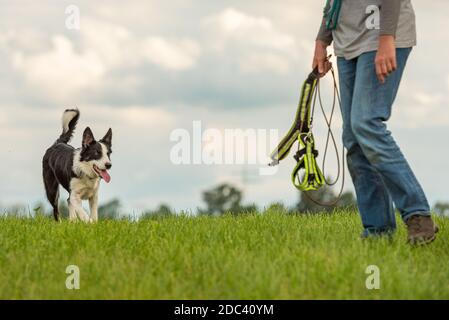 Gemeinsames Spiel mit einem gehorsamen Hund - Border Collie und Hundebesitzer Stockfoto