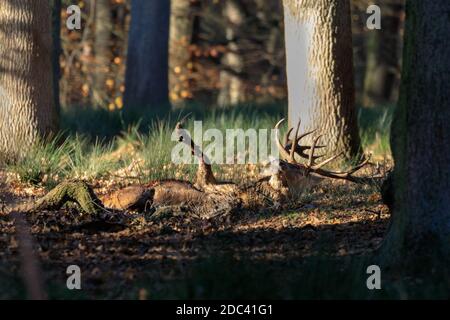 Duelmen, NRW, 18. November 2020. Ein Rothirsch rollt herum und genießt klar sein Schlammbad beim Sonnenbaden. Rothirsche (Cervus elaphus) im Naturschutzgebiet Duelmen wandern frei in einem großen Waldgebiet, Wald und Wiesen im Münsterland. Kredit: Imageplotter/Alamy Live Nachrichten Stockfoto