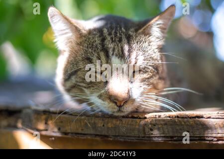 Junge graue Katze schläft auf einem Holztisch im Freien In der Sonne Stockfoto