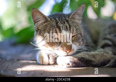 Junge graue Katze schläft auf einem Holztisch im Freien In der Sonne Stockfoto