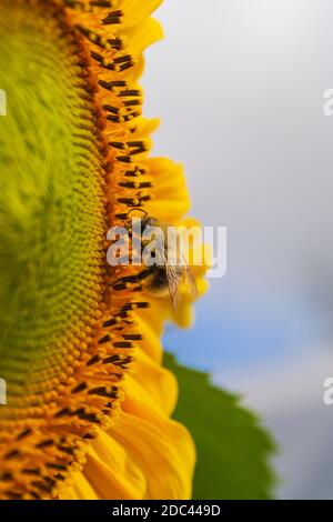 Nahaufnahme der gelben Sonnenblume und Hummel sammeln Nektar und Pollen von Sonnenblume. Makroaufnahmen von Hummel, die mit Pollen bedeckt ist. Stockfoto