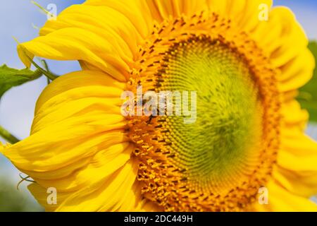 Nahaufnahme der gelben Sonnenblume und Hummel sammeln Nektar und Pollen von Sonnenblume. Makroaufnahmen von Hummel, die mit Pollen bedeckt ist. Stockfoto