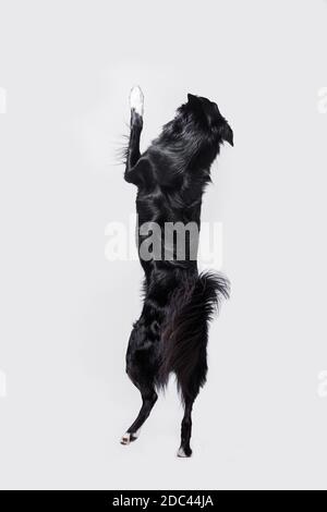 Verspielt in voller Länge Border Collie Schäferhund stehend auf zwei Pfoten akrobatische Sprünge in der Luft isoliert auf weißem Hintergrund. Stockfoto
