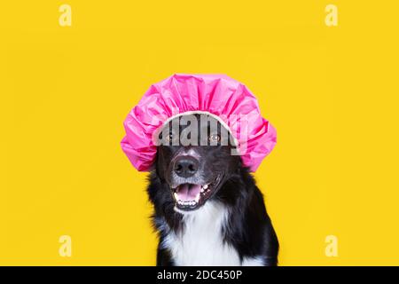 Nahaufnahme eines Border Collie in einem Duschhut auf gelbem Hintergrund. Stockfoto