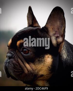 Schwarze Und Braune Französische Bulldogge Stockfoto