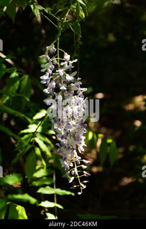 Chinesische Wisteria Wisteria sinensis ein Zweig Nahaufnahme im Garten. Vertikale Komposition mit einem dunklen, unscharfen Hintergrund. Schöne Strahlen von Hasen Spar Stockfoto