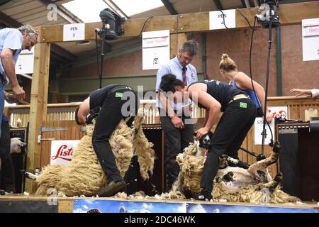 Schafscheren Wettbewerb Adam Stockdale & Penny Bell im Wettbewerb Stafford Show 2018 Stockfoto