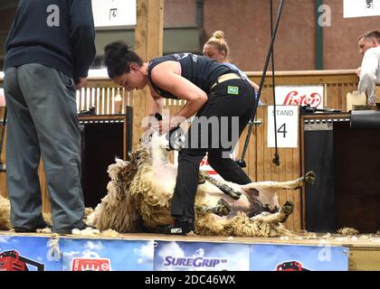 Schafscheren Wettbewerb Penny Bell Wettbewerb bei Stafford Show 2018 Stockfoto