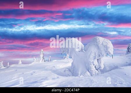 Fantastische Winterlandschaft mit verschneiten Bäumen und Sonnenaufgang rosa Himmel. Lappland, Finnland, Europa. Weihnachtsfeiertagskonzept Stockfoto