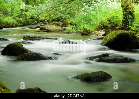 Golitha Falls, Cornwall Stockfoto