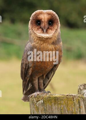 Seltene schwarze melanistische Stalleule, die im Freien thront Stockfoto